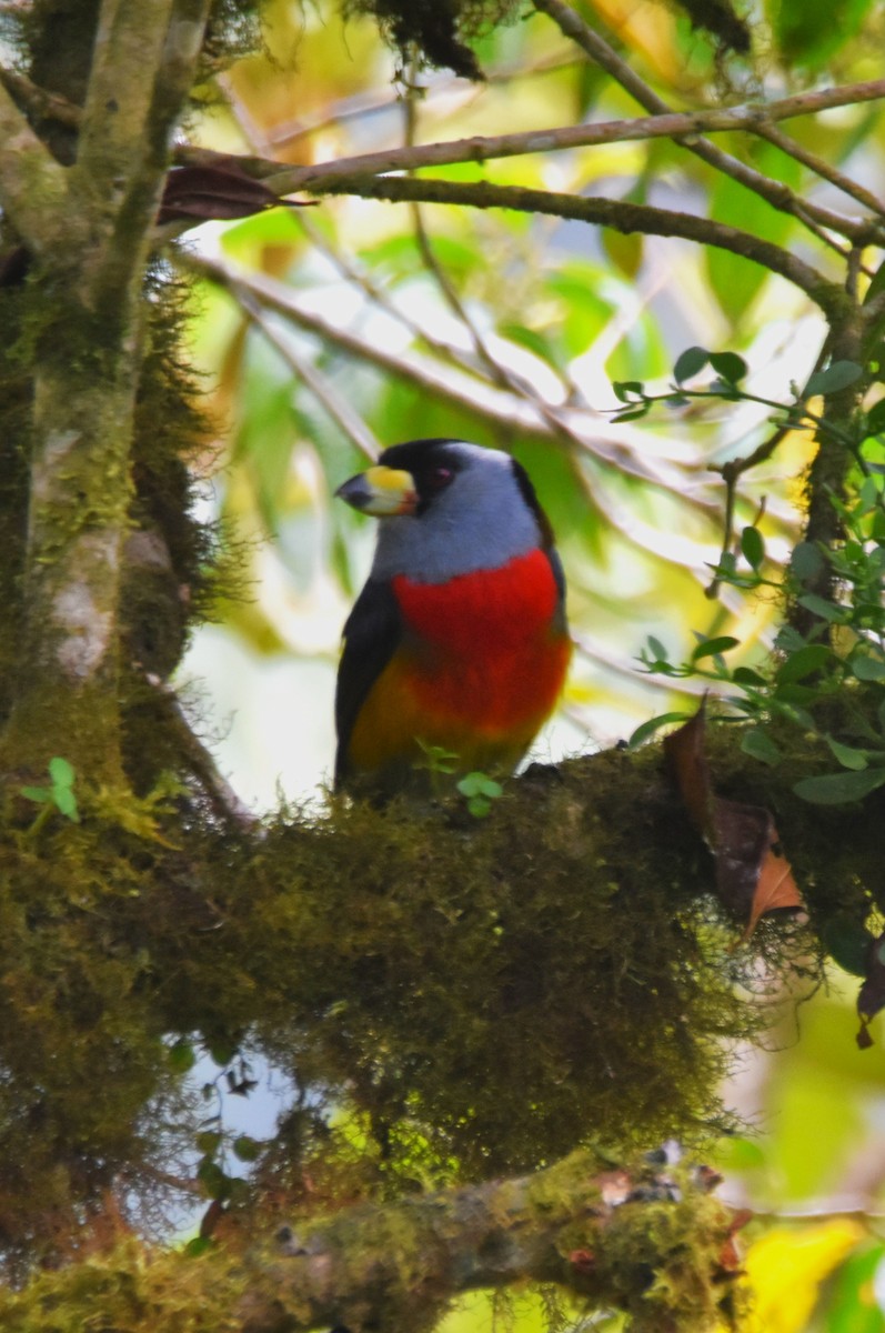 Toucan Barbet - ML620710216