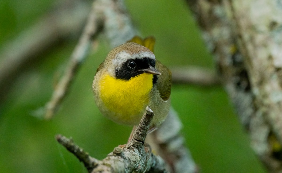 Common Yellowthroat - ML620710220