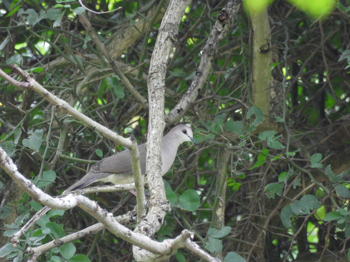 White-tipped Dove - ML620710222