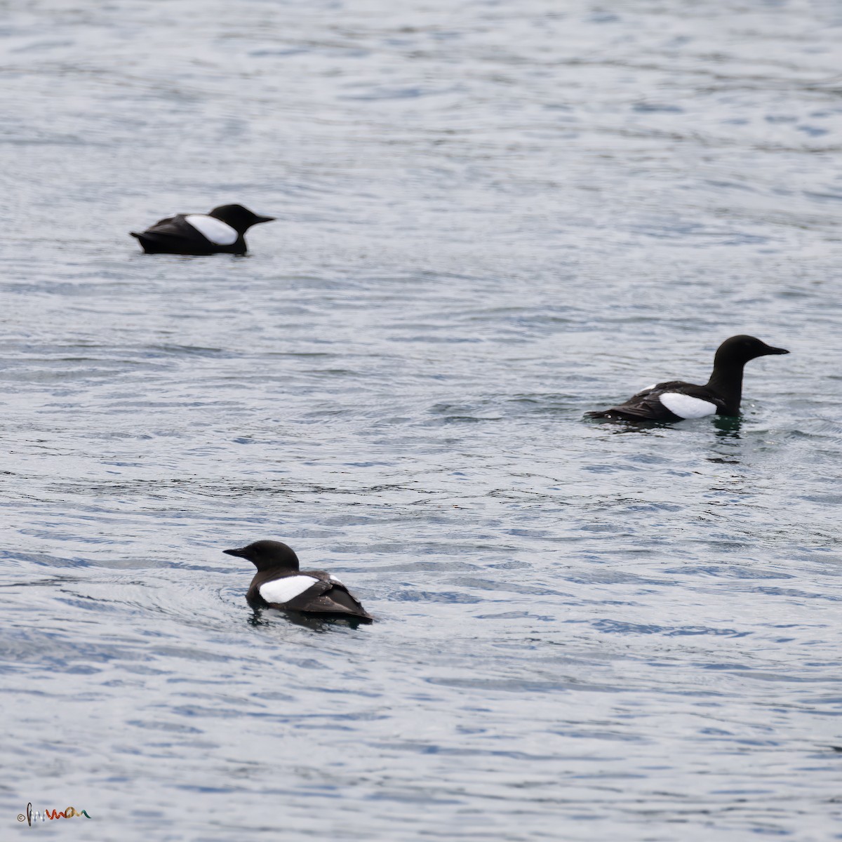 Black Guillemot - ML620710228