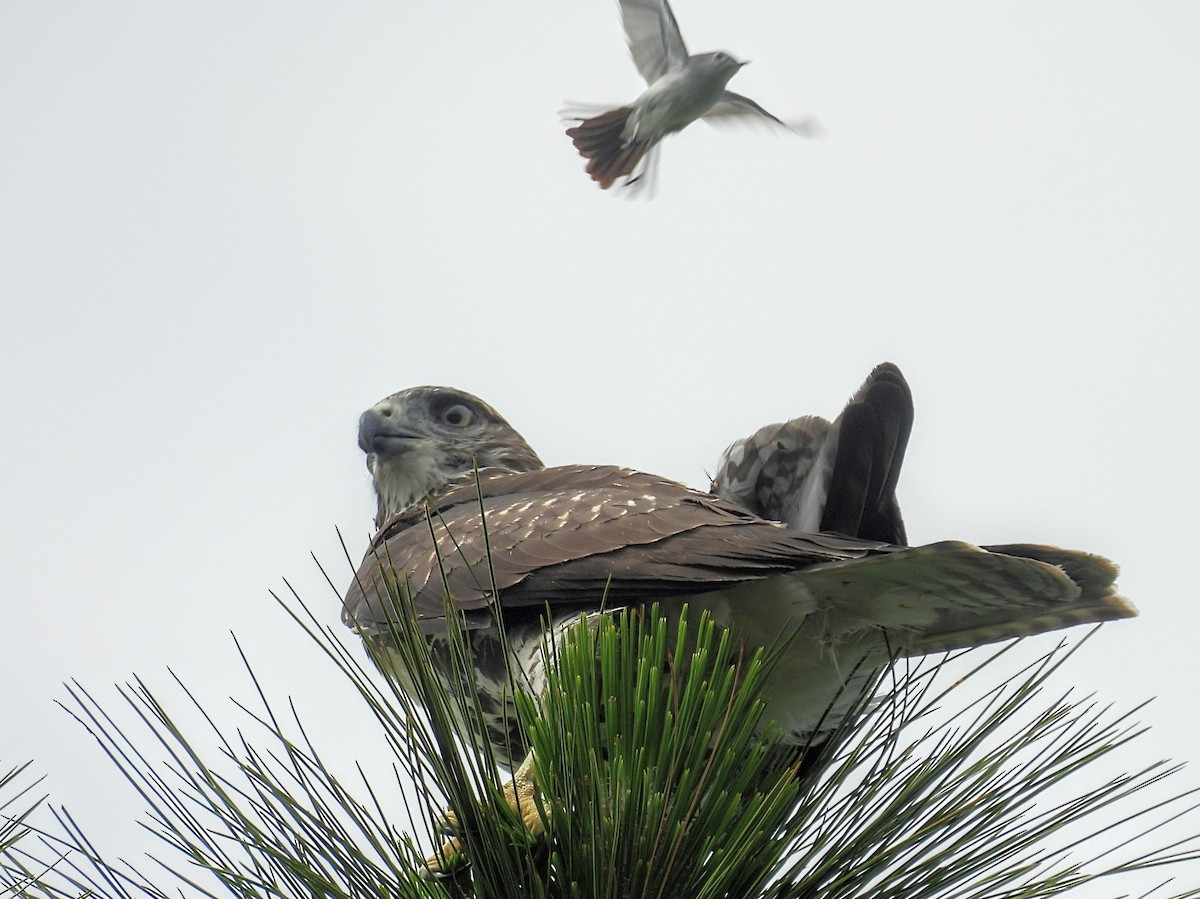 Red-tailed Hawk - ML620710230