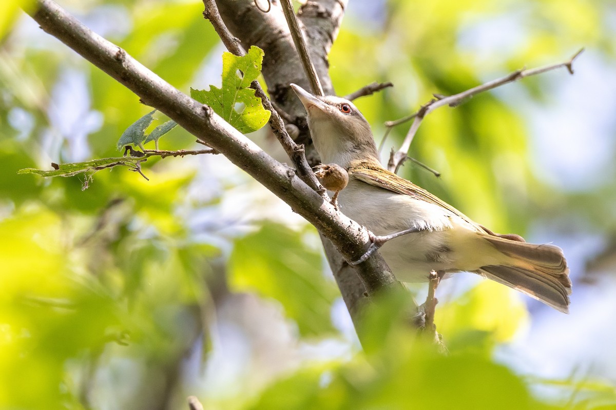 Red-eyed Vireo - ML620710232