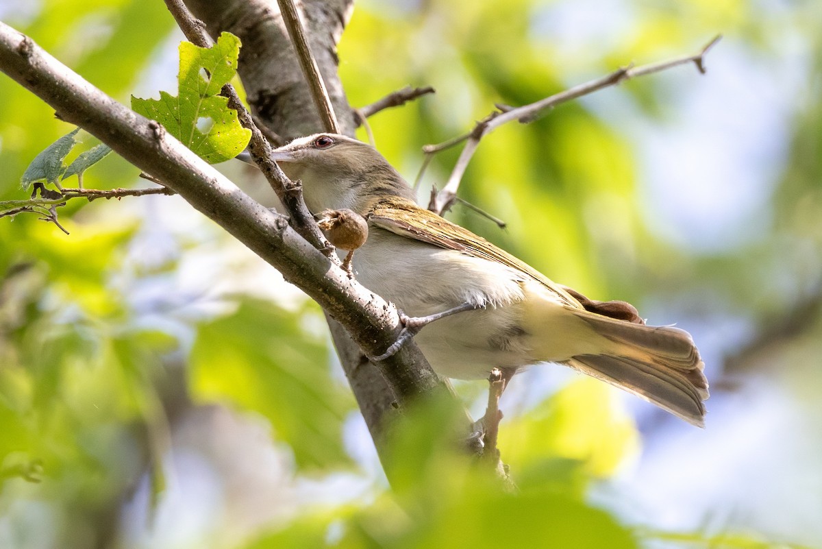 Red-eyed Vireo - ML620710233