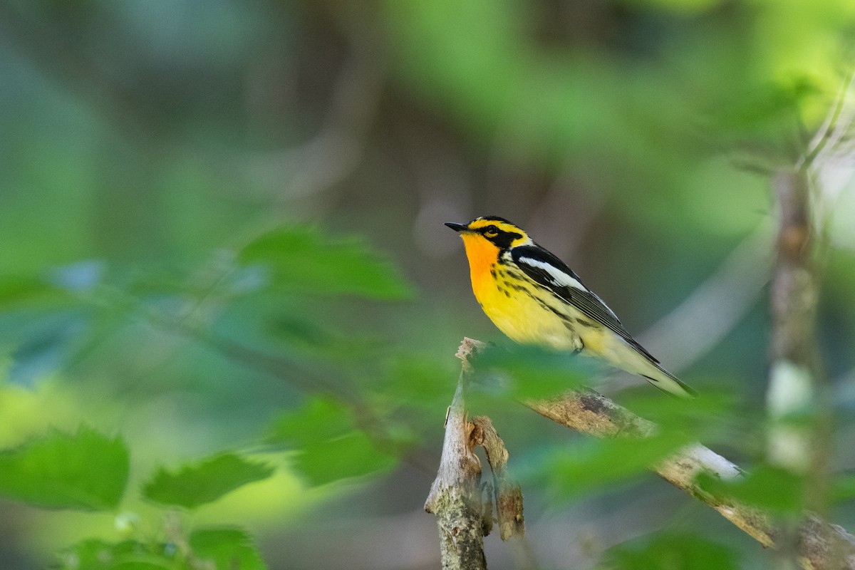 Blackburnian Warbler - ML620710234