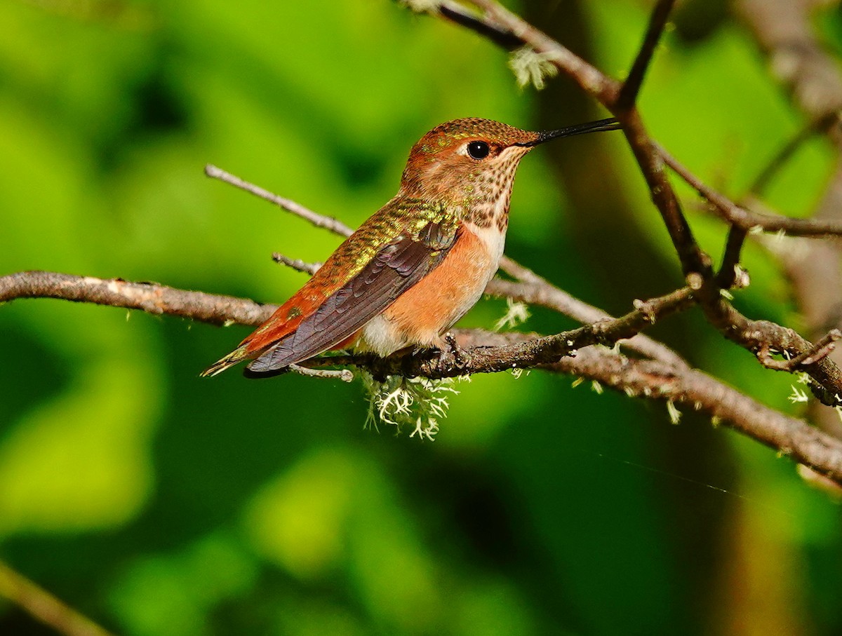 Rufous Hummingbird - ML620710235