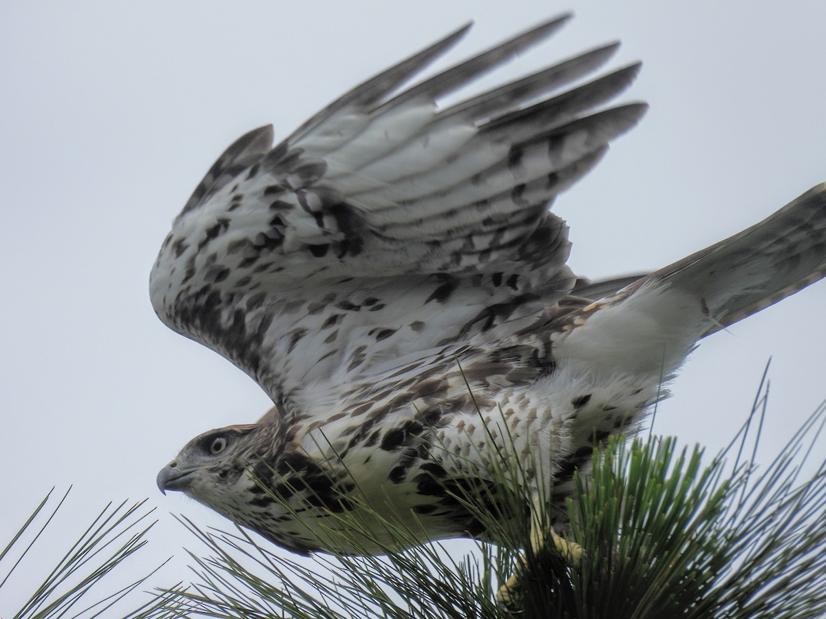 Red-tailed Hawk - ML620710236