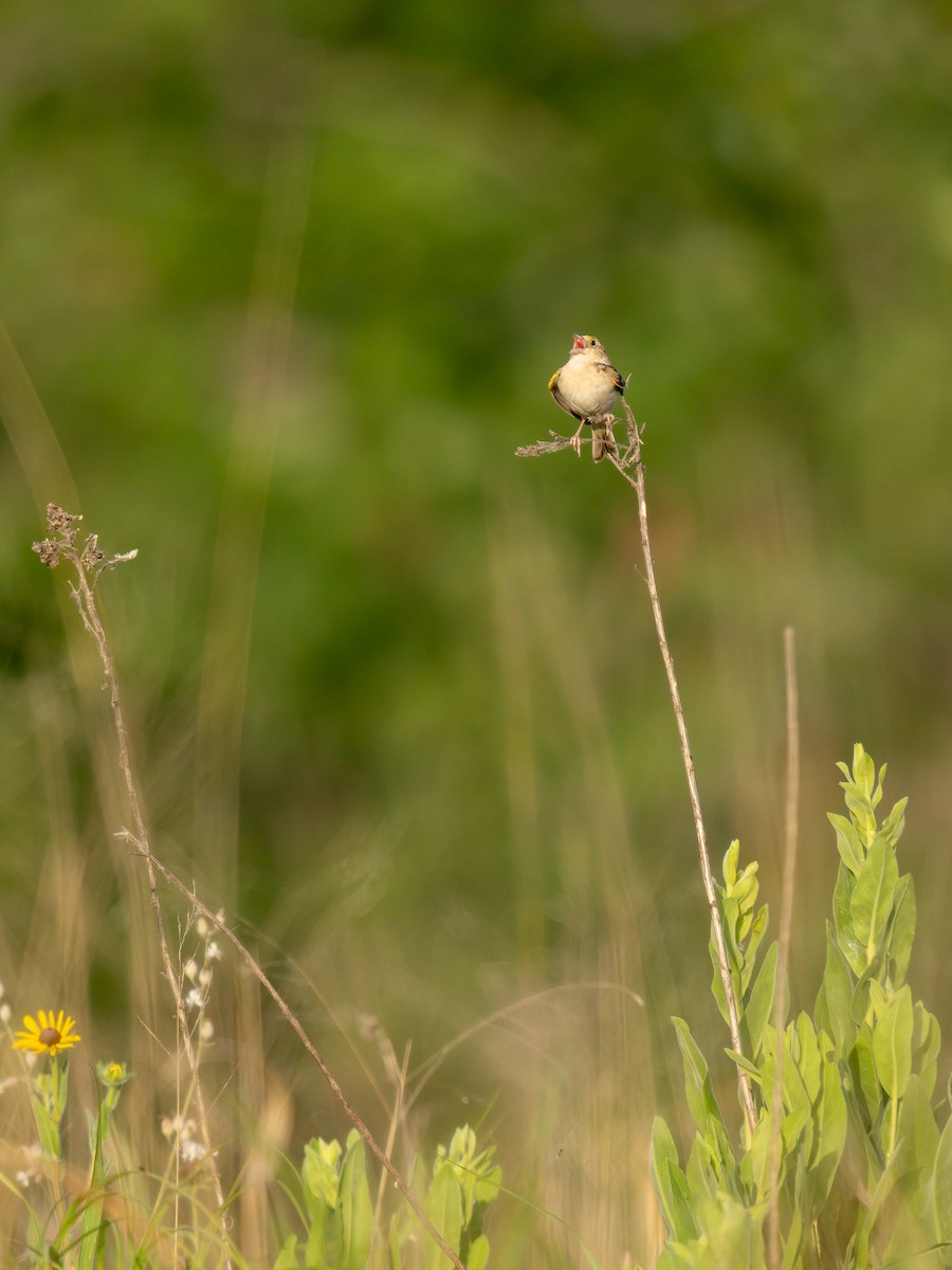 Grasshopper Sparrow - ML620710239