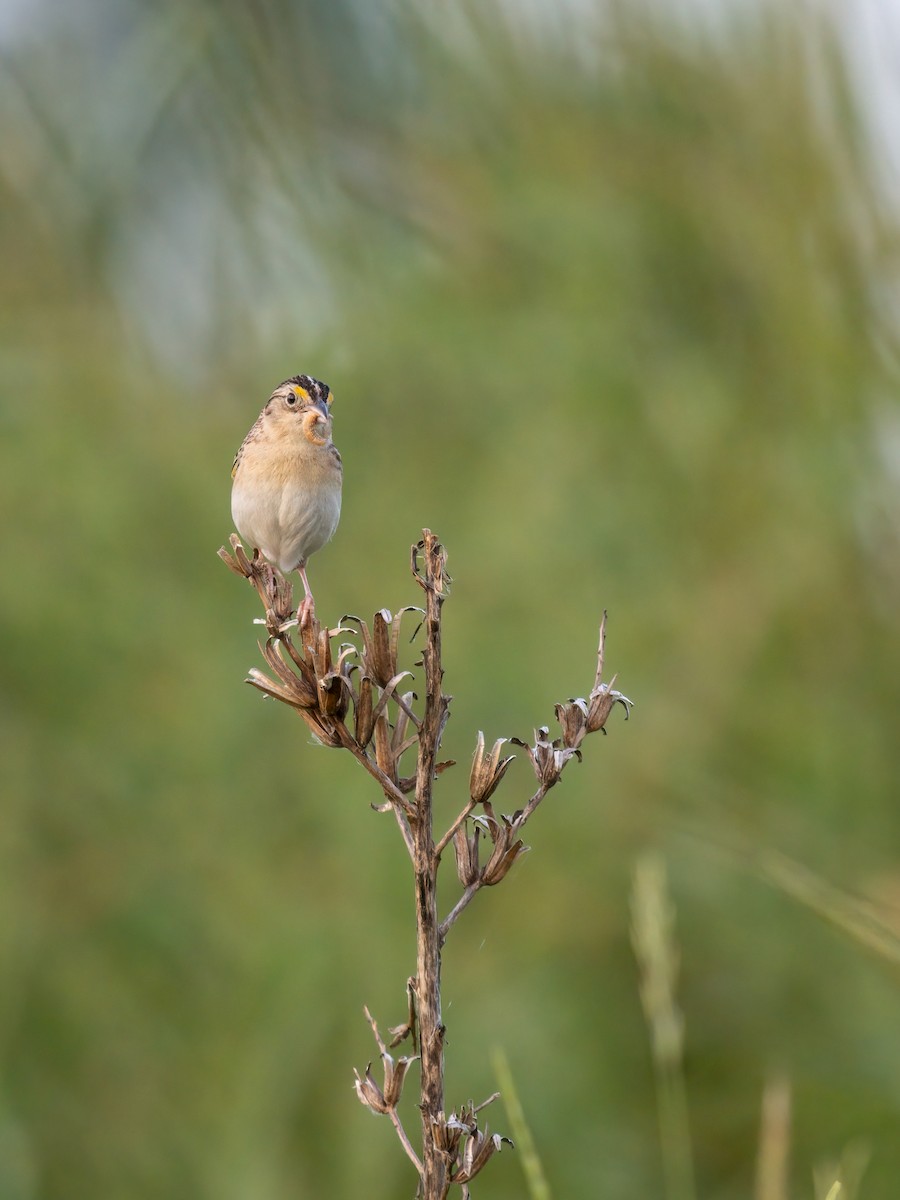 Grasshopper Sparrow - ML620710240