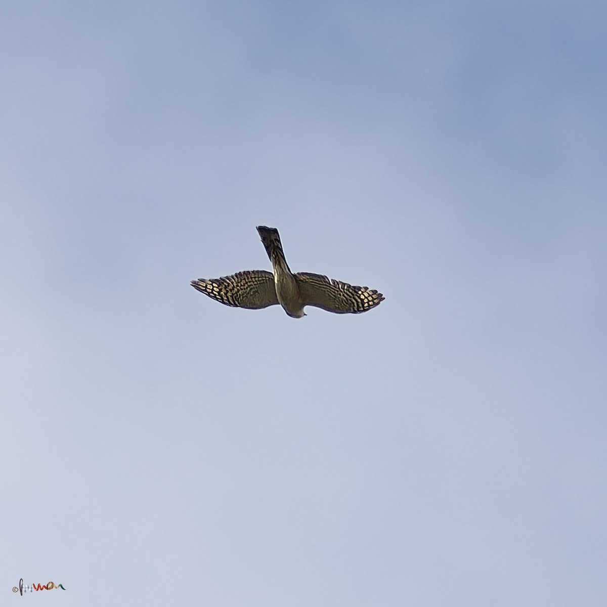 Eurasian Sparrowhawk - ML620710243