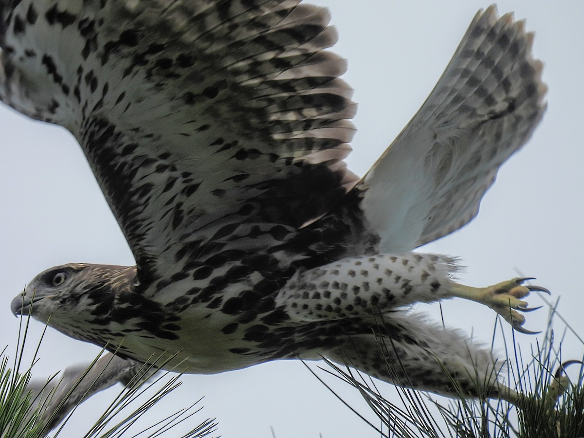 Red-tailed Hawk - ML620710244