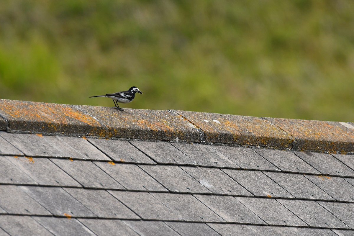 White Wagtail - ML620710245