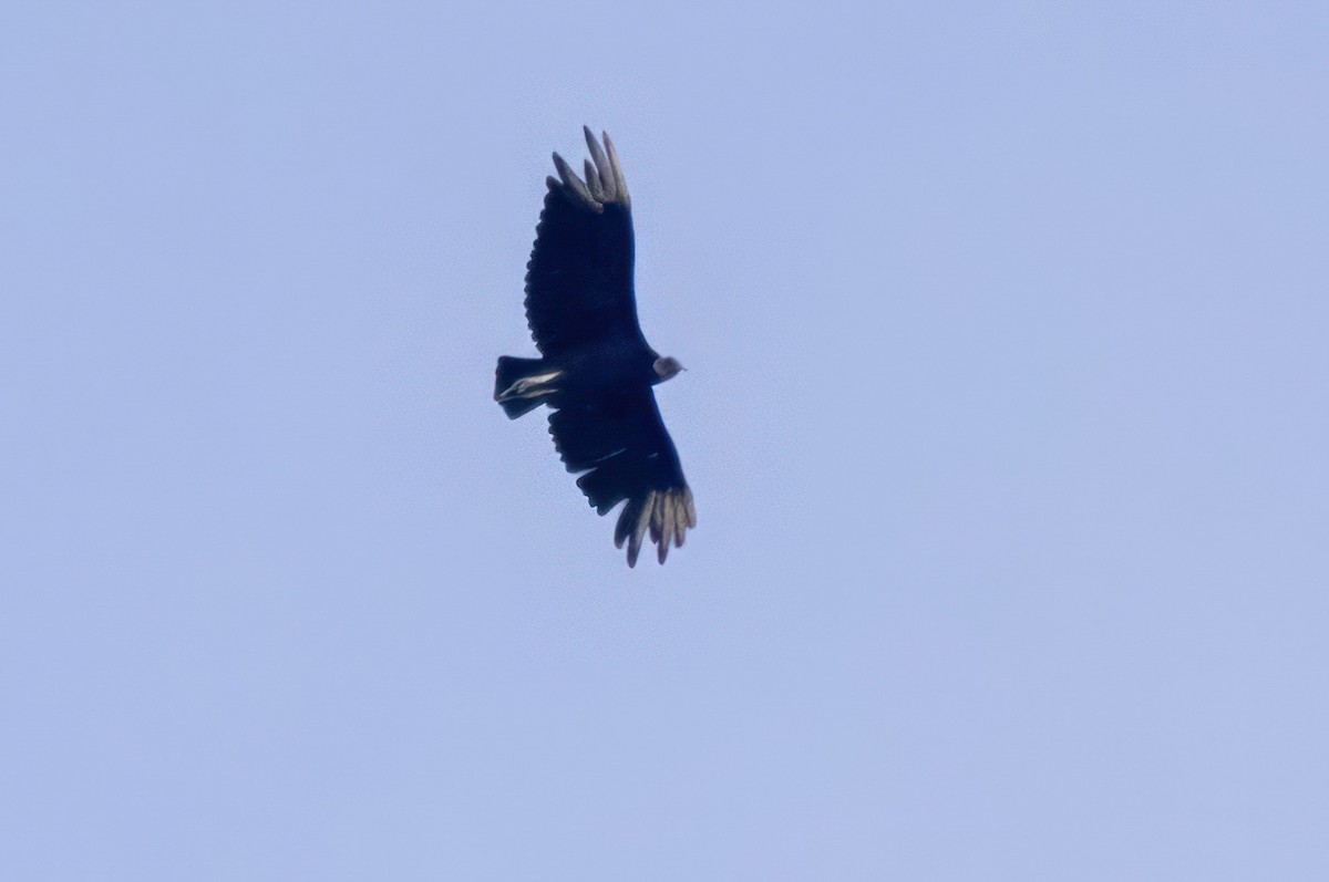 Black Vulture - ML620710247