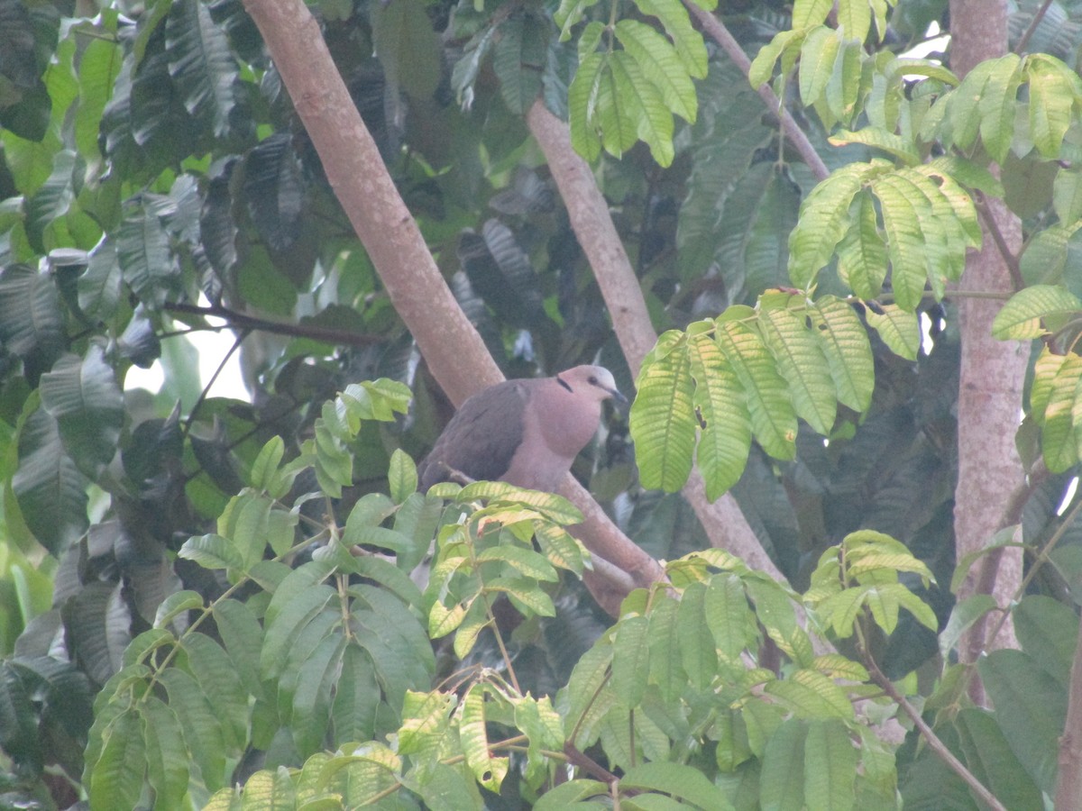 Ring-necked Dove - ML620710248