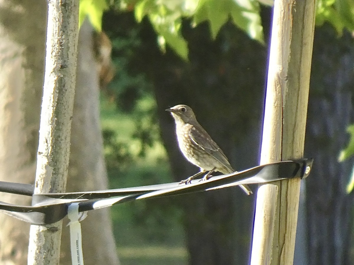 Western Bluebird - Julia Ray