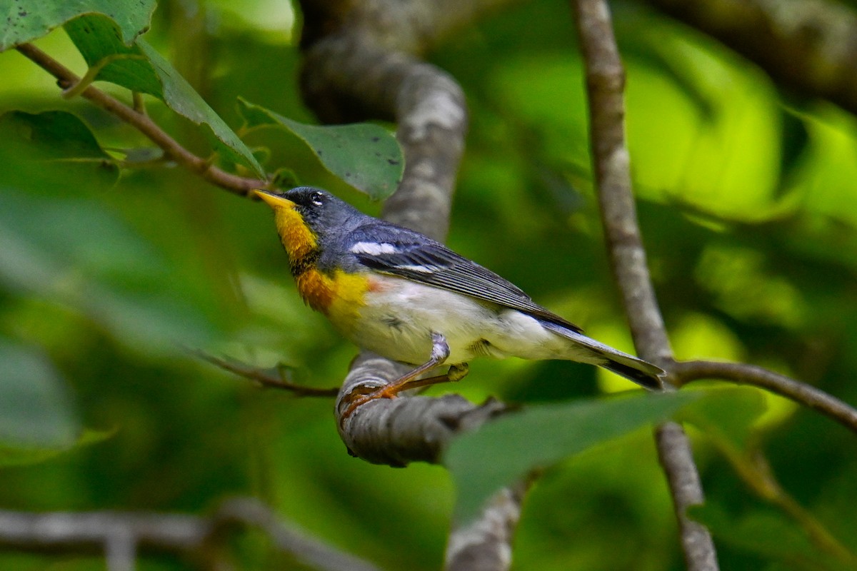 Parula Norteña - ML620710250