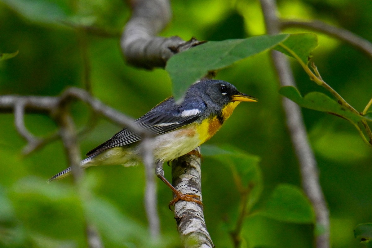 Northern Parula - Rebecca Morgan