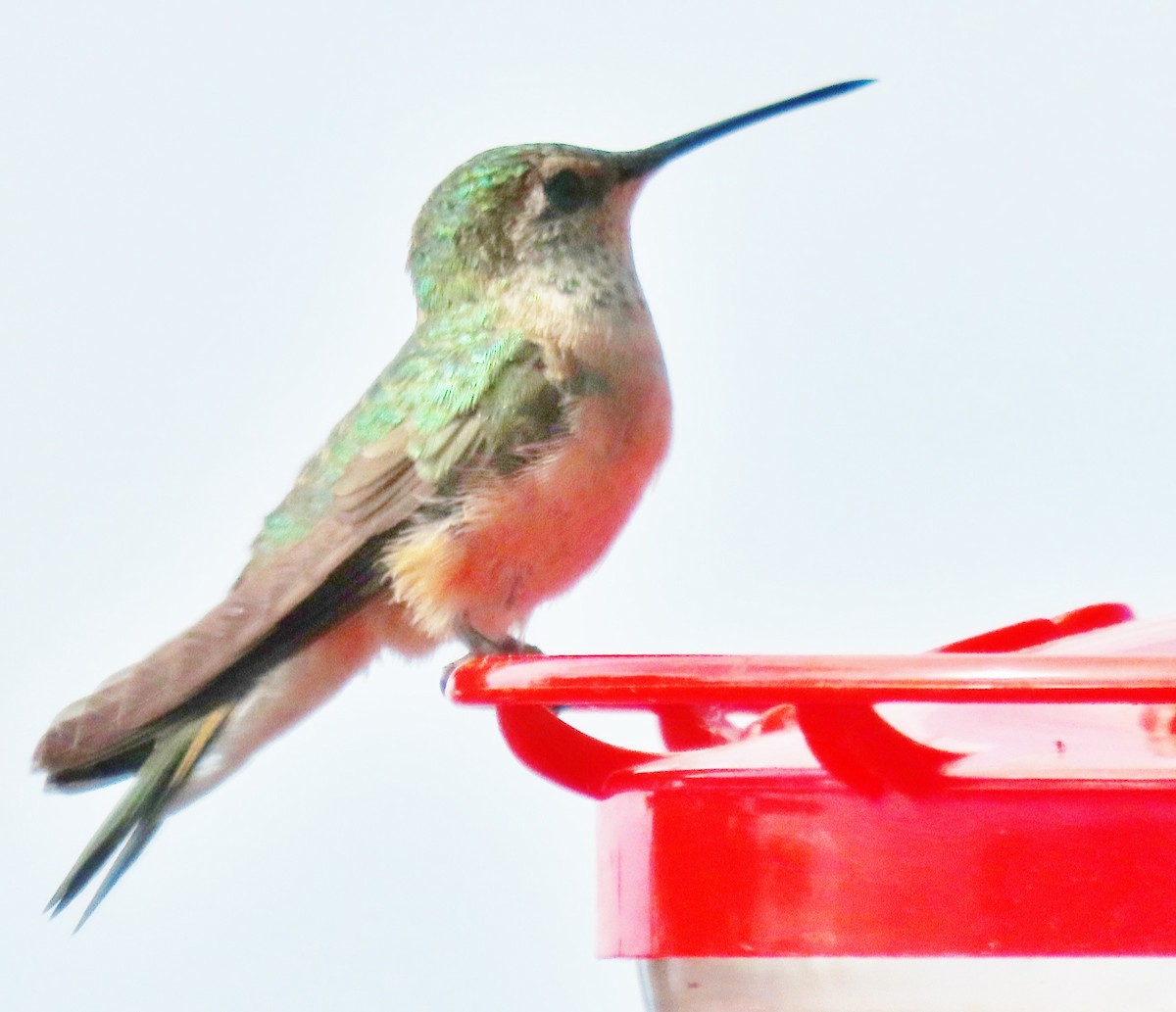 Broad-tailed Hummingbird - ML620710255