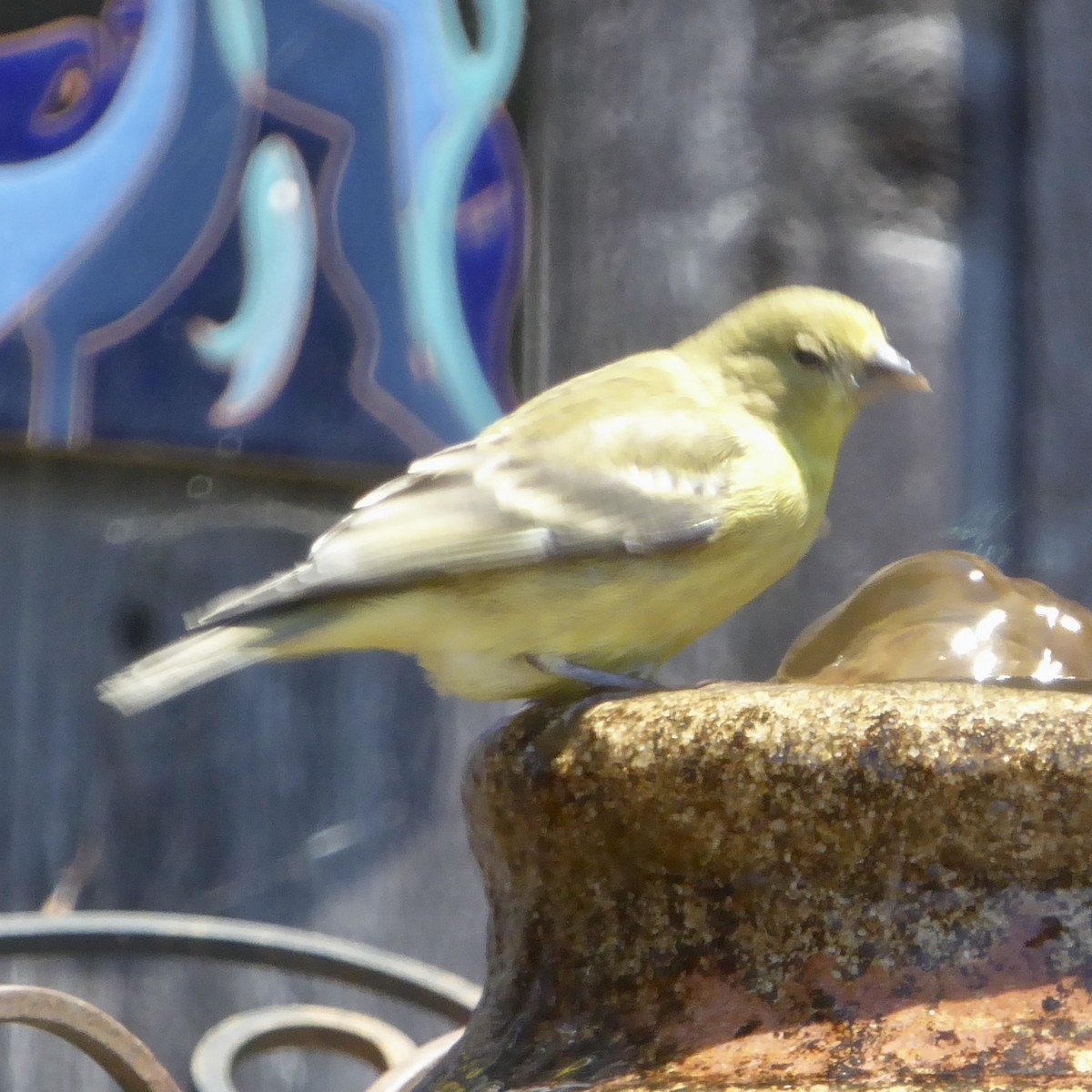 Lesser Goldfinch - ML620710256