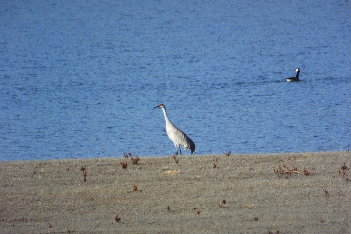 Sandhill Crane - ML620710257