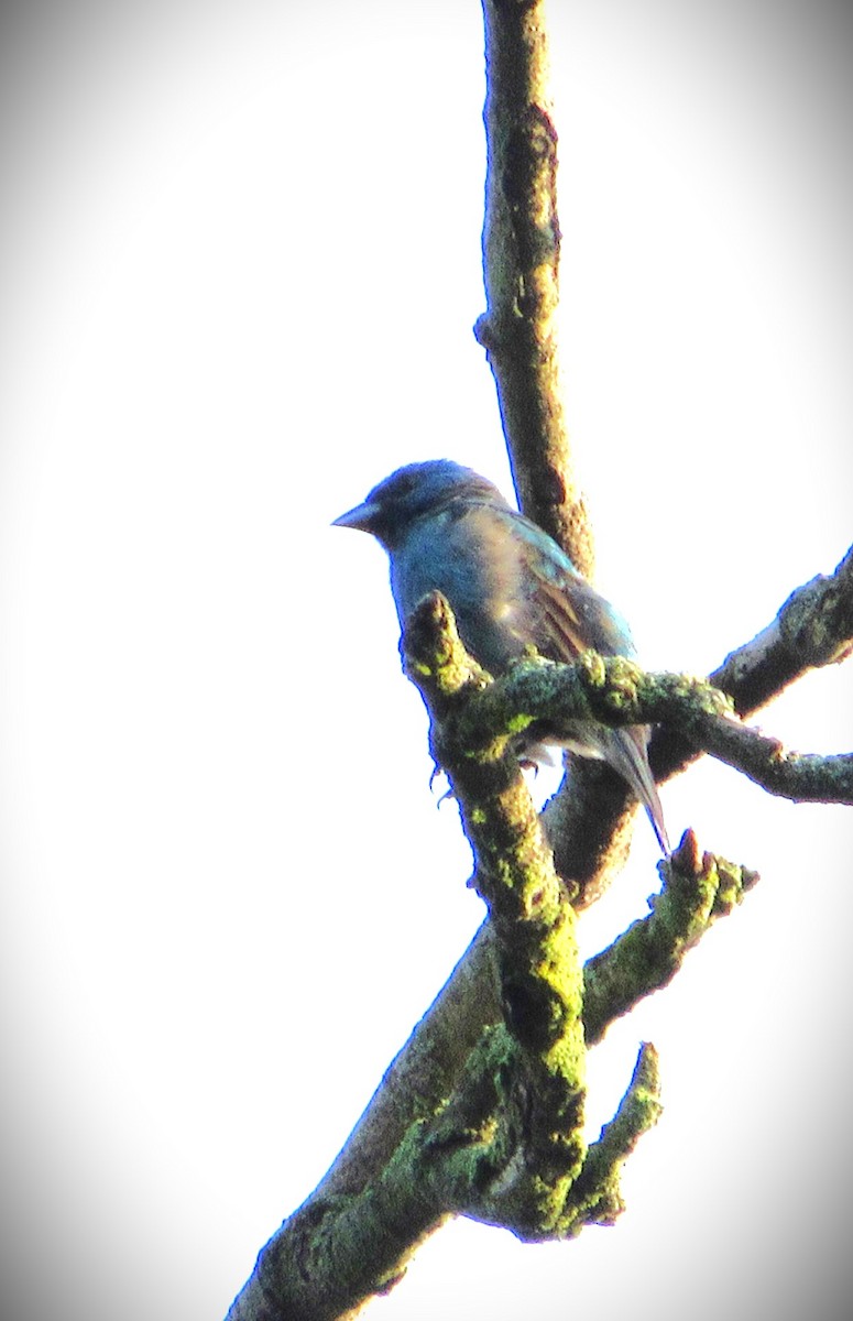 Indigo Bunting - ML620710259