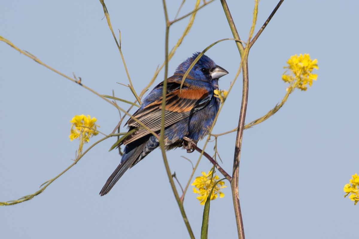 Guiraca bleu - ML620710260