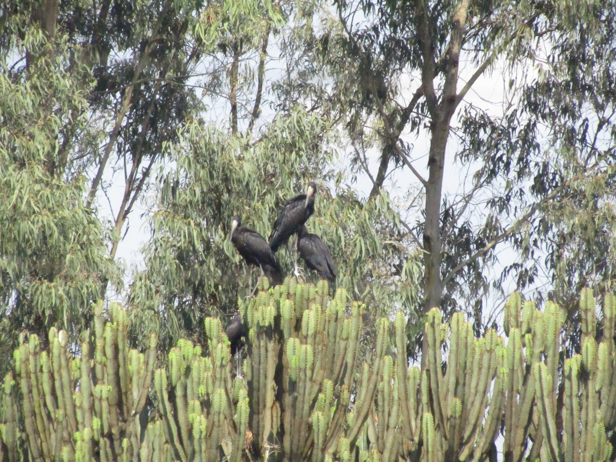 African Openbill - ML620710261