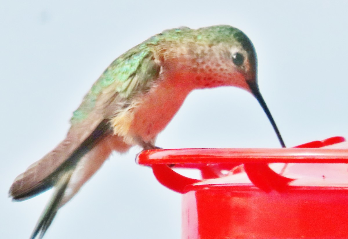 Broad-tailed Hummingbird - ML620710263