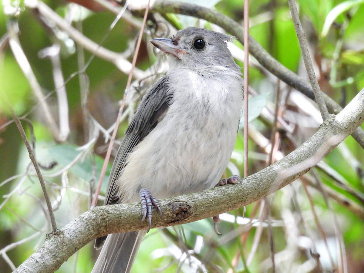 Tufted Titmouse - ML620710264