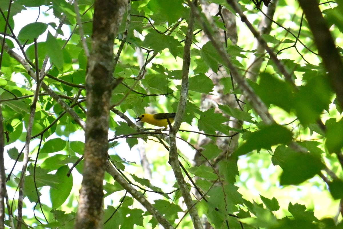 Prothonotary Warbler - ML620710265