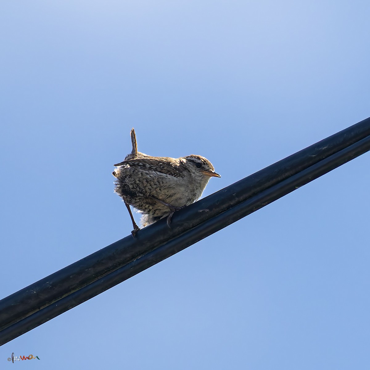 Eurasian Wren - ML620710270