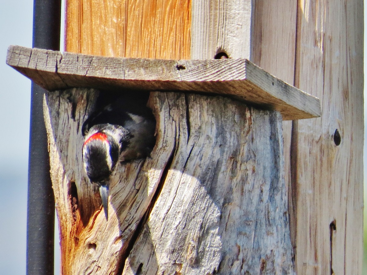 Hairy Woodpecker (Rocky Mts.) - ML620710271