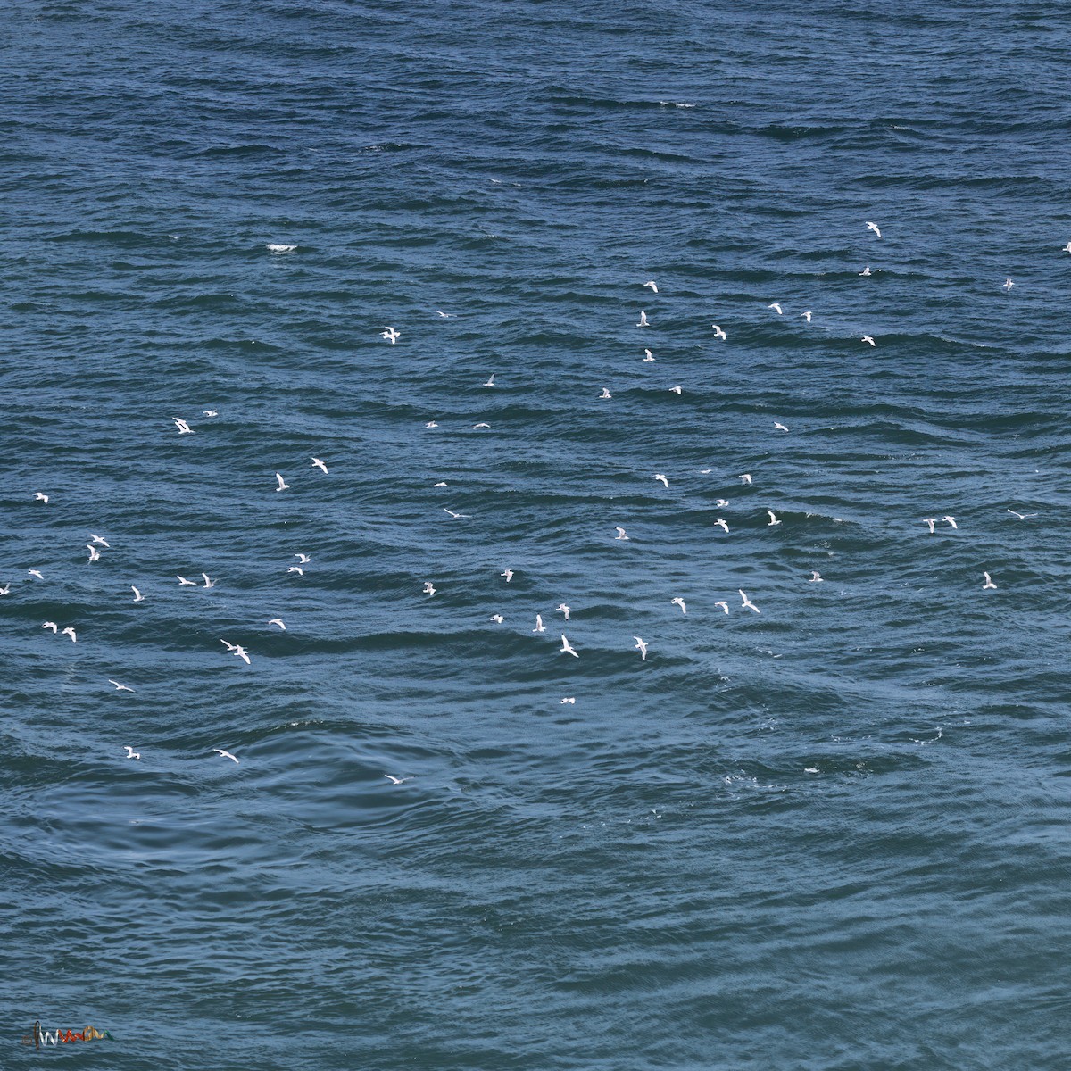 Mouette tridactyle - ML620710282