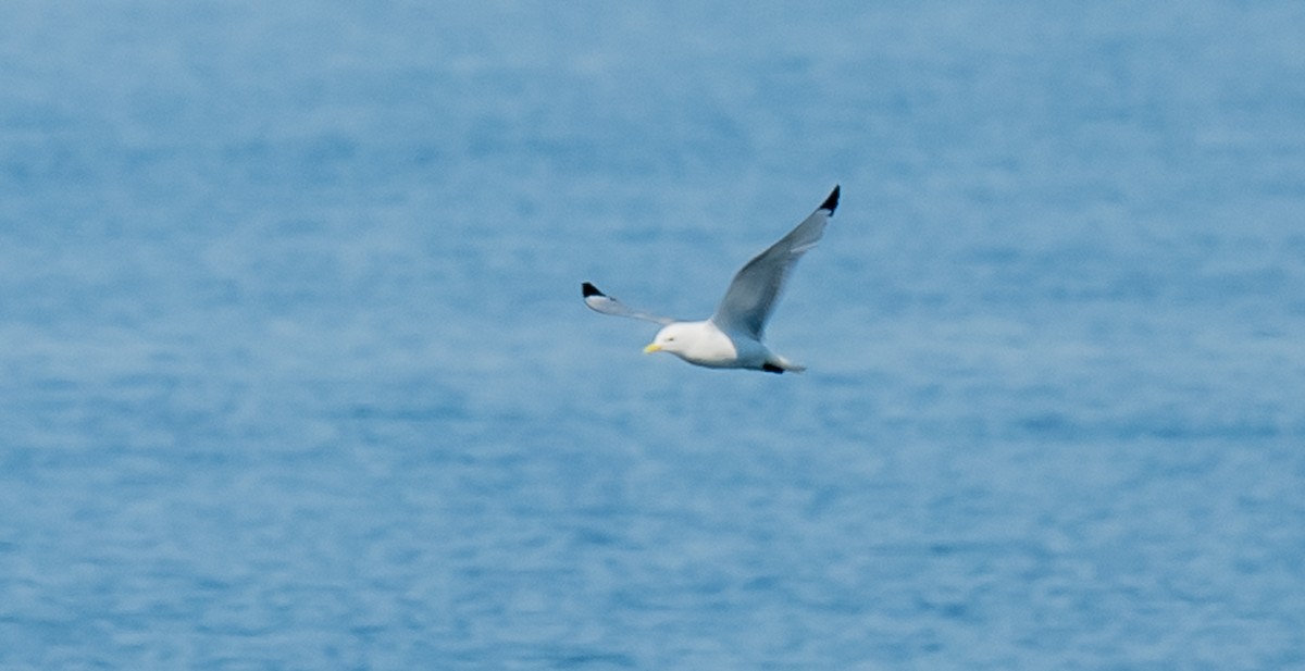 Black-legged Kittiwake - ismael chavez