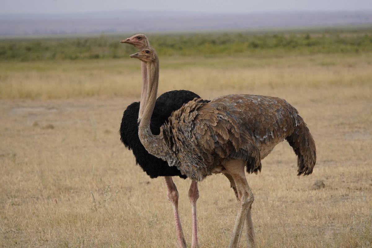 Common Ostrich - ML620710285