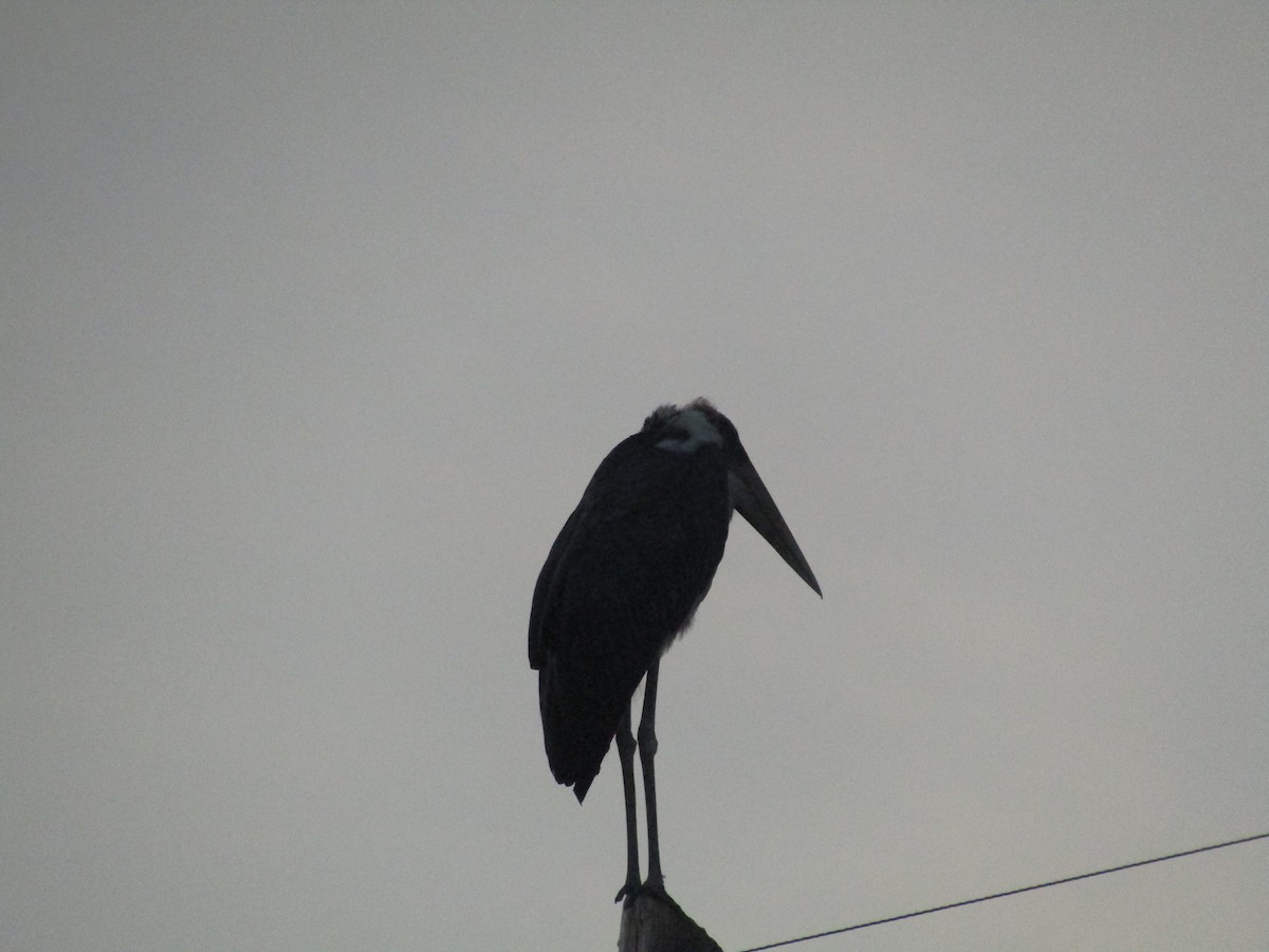 Marabou Stork - ML620710286