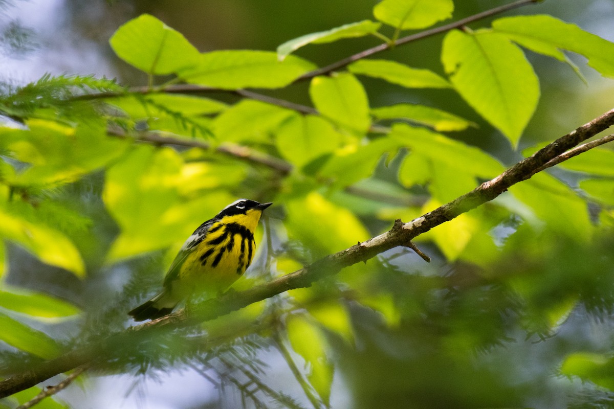 Magnolia Warbler - ML620710290