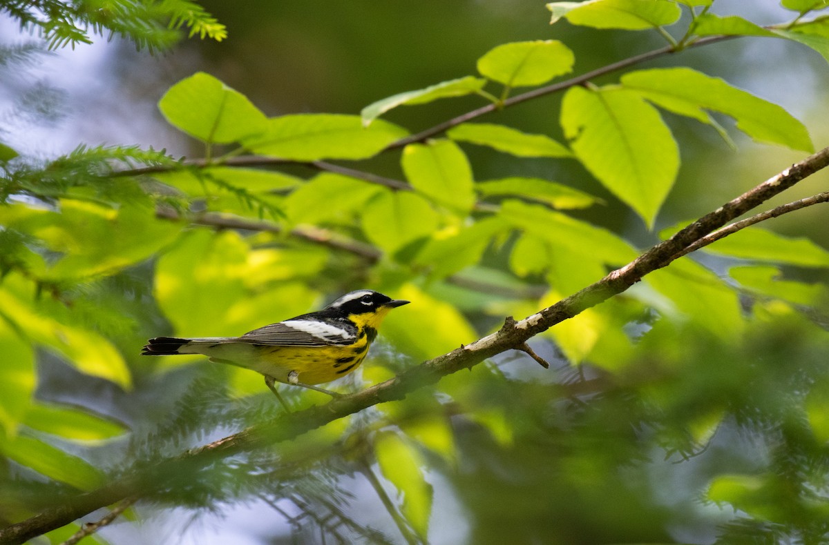 Magnolia Warbler - ML620710291