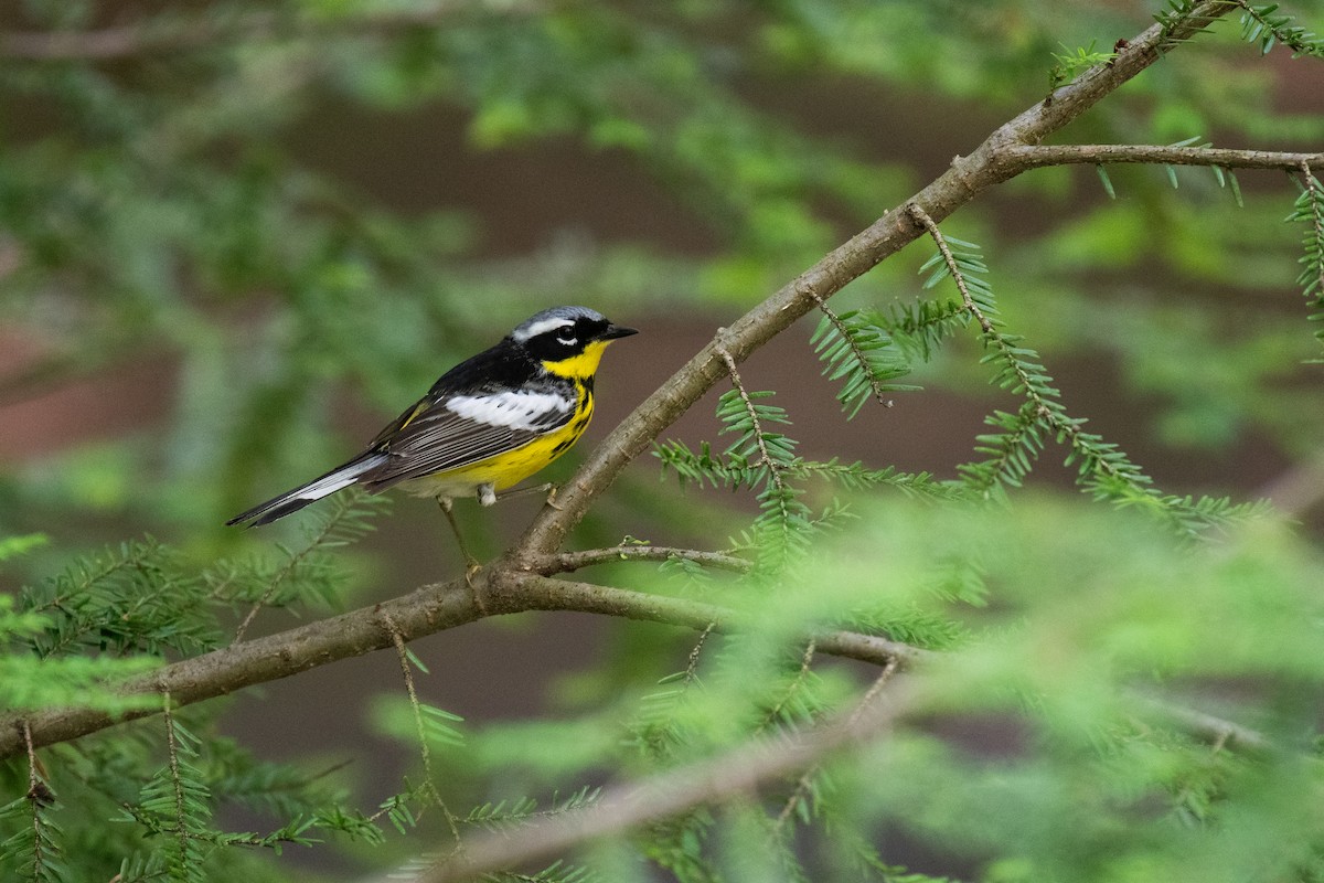 Magnolia Warbler - ML620710292