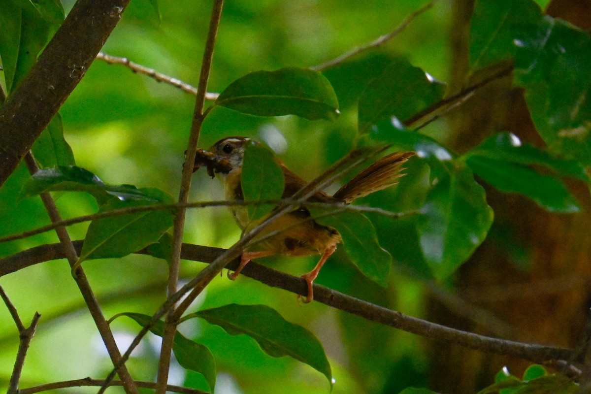 Carolina Wren - ML620710293