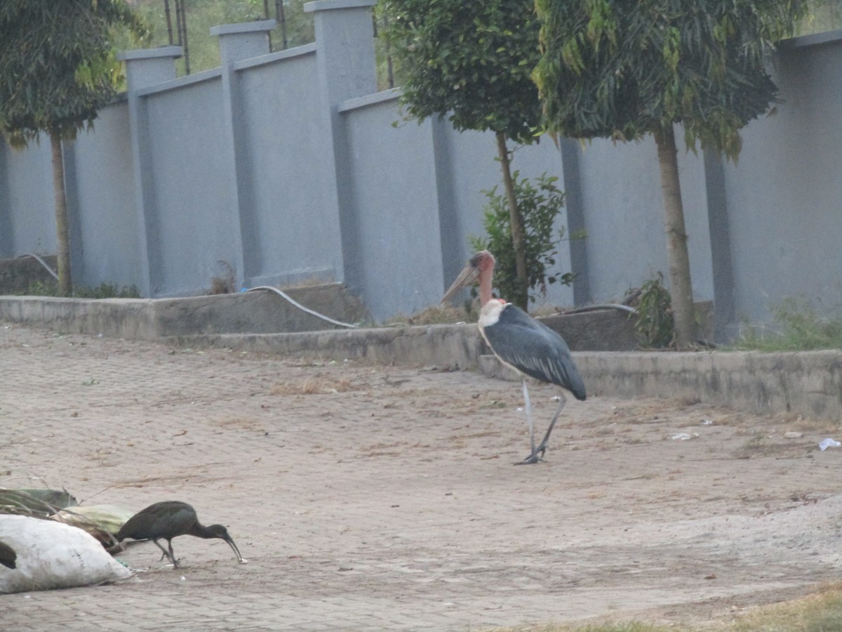 Marabou Stork - ML620710297