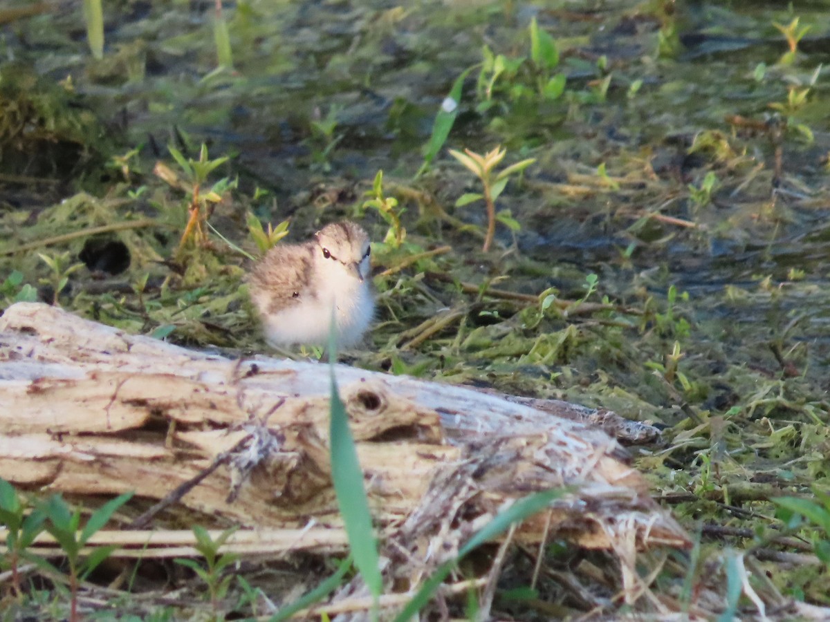 Spotted Sandpiper - ML620710298