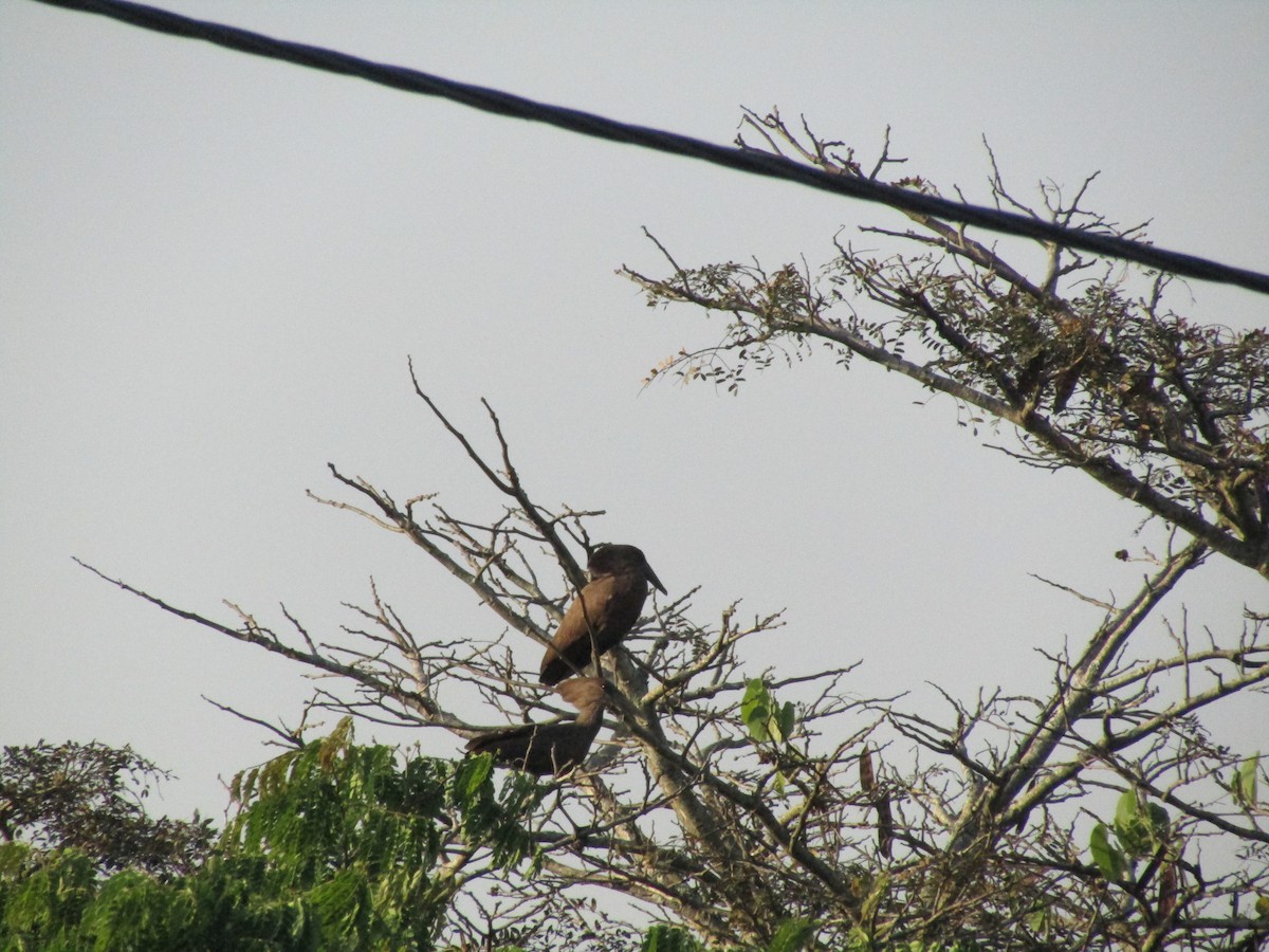 Hamerkop - ML620710301