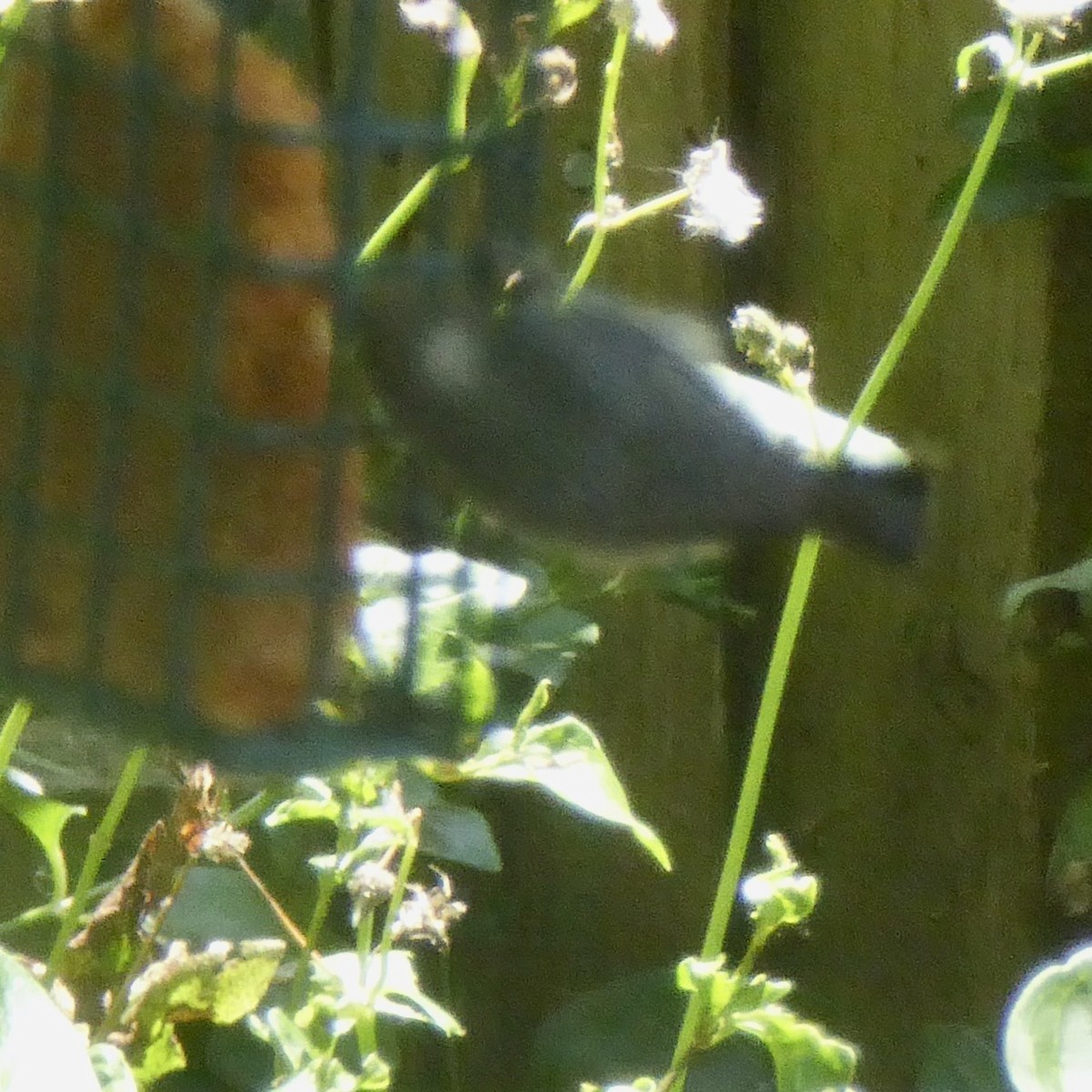 Pygmy Nuthatch - ML620710302