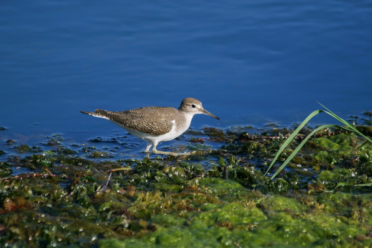 strandsnipe - ML620710306