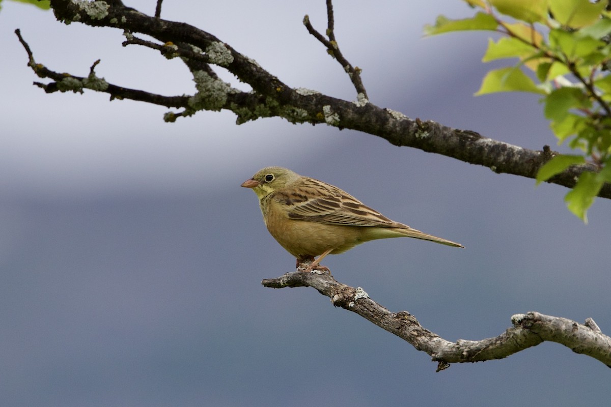 Ortolan Bunting - ML620710307