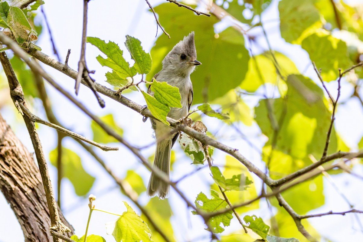 Black-crested Titmouse - ML620710308