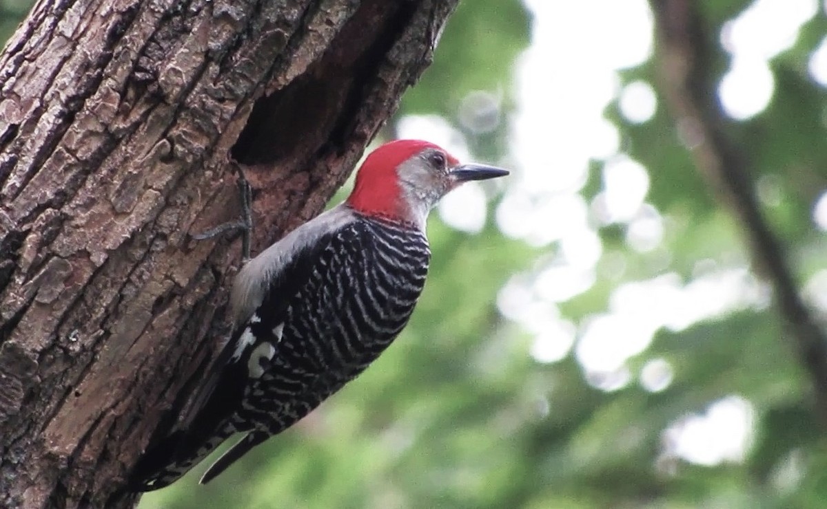 Red-bellied Woodpecker - ML620710310