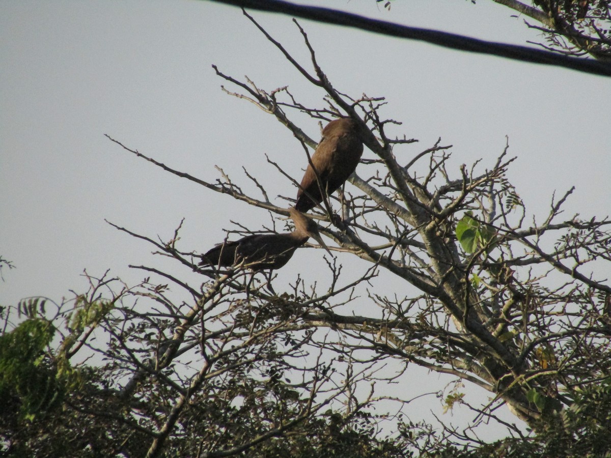 Hamerkop - ML620710315