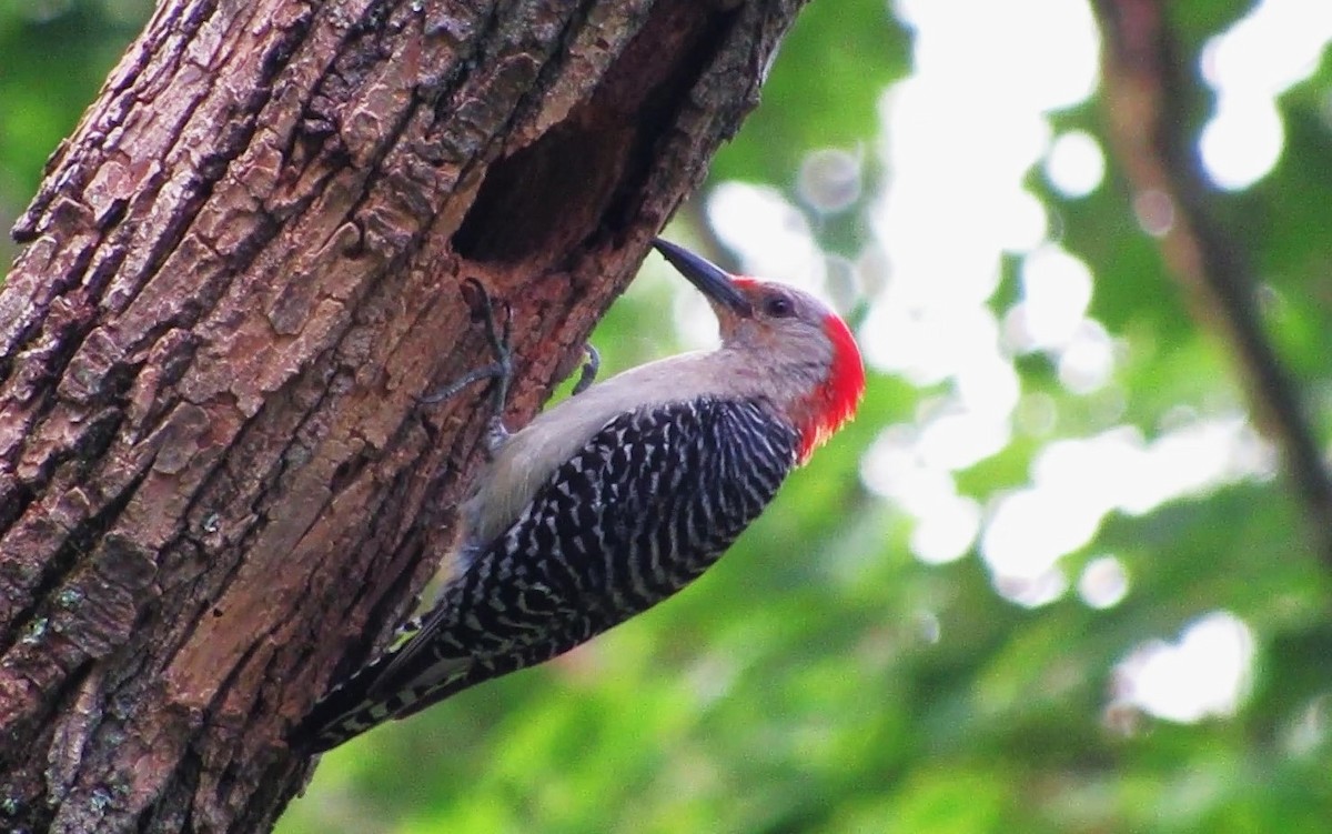 Red-bellied Woodpecker - ML620710316