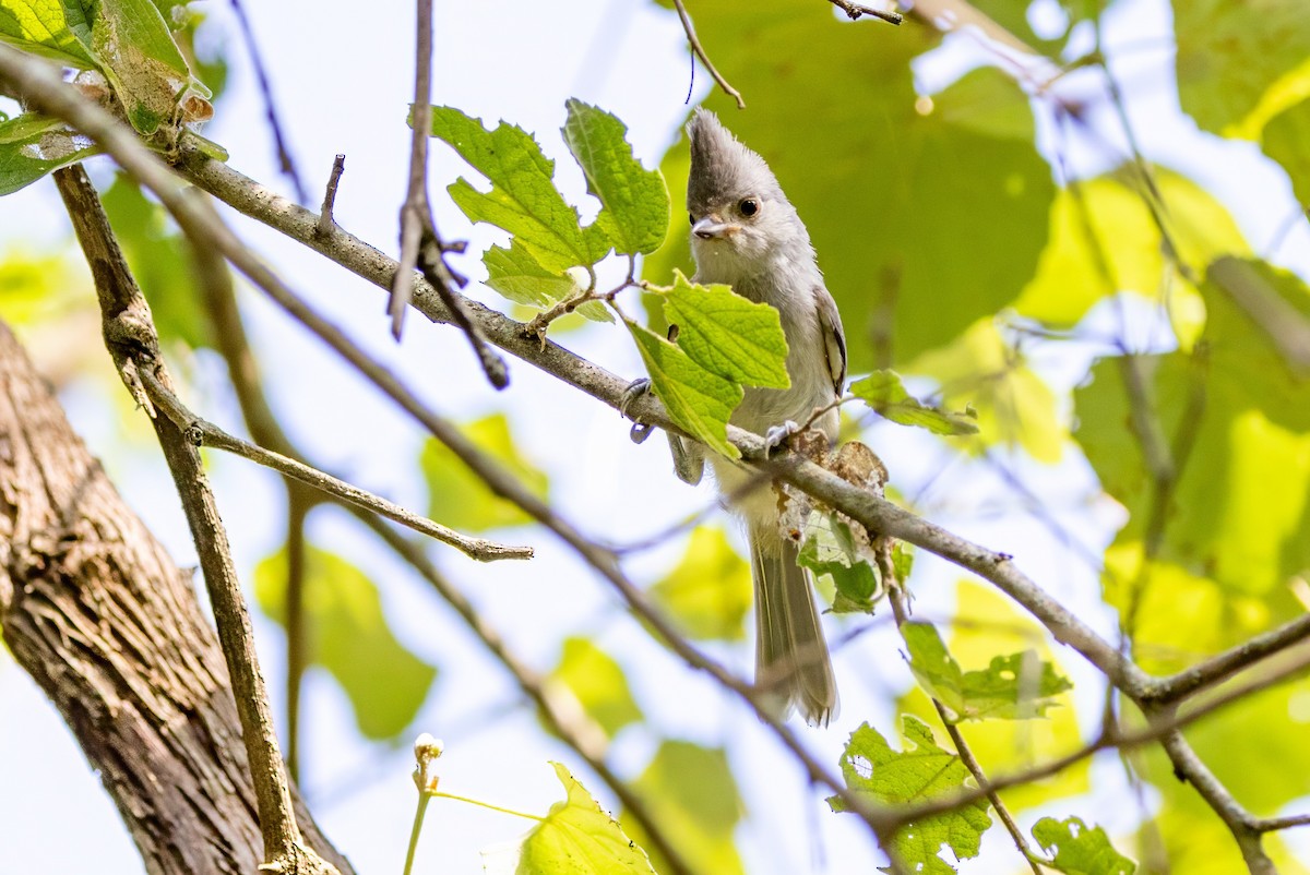 Black-crested Titmouse - ML620710317